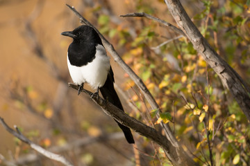 Black-billed magpie