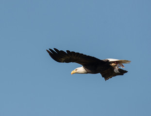 Bald eagle in flight