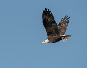 Bald eagle in flight