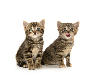 Two tabby kittens