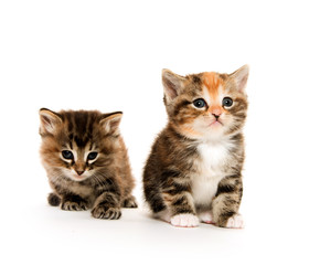 Two cute kittens