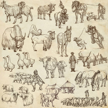 Farm animals. Full sized hand drawn illustrations.