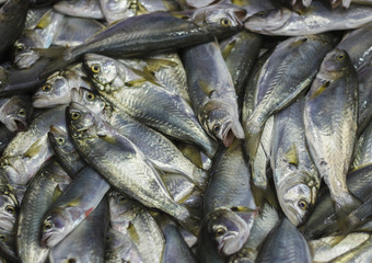 Fresh fish in market