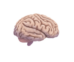 Brain