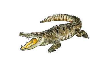 Alligator