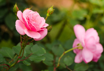 beautiful pink rose in a garden