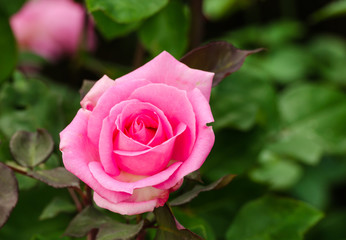 beautiful pink rose in a garden