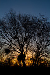 Silhouette of a Witch's Broom in a Birch tree at sunset