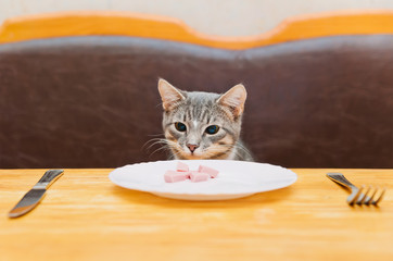 young cat sitting and looking to food of kitchen plate