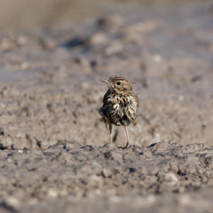 Tree Pipit (Anthus trivialis)
