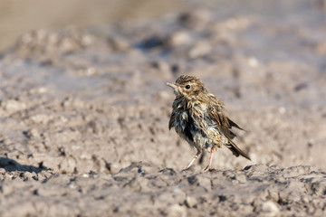 Tree Pipit (Anthus trivialis)