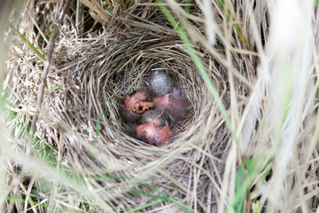Anthus trivialis. The nest of the Tree Pipit in nature.