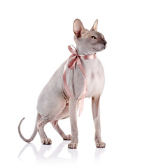 Bald cat with a tape.