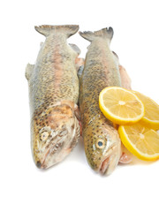 Trout fish with lemon isolated on white background on white back