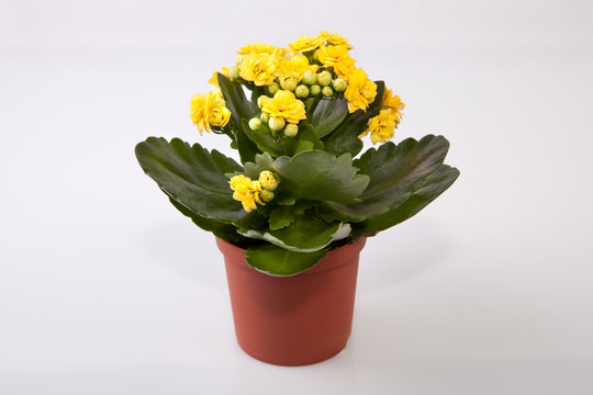 Mini yellow kalanchoe
