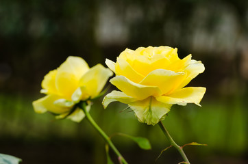 beautiful yellow rose in a garden