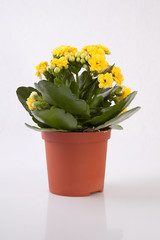 Mini yellow kalanchoe
