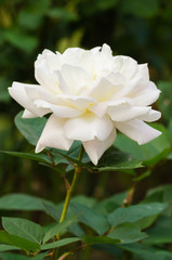 beautiful white rose in a garden