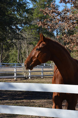 horse profile