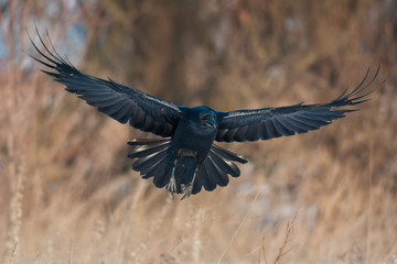 Raven in flight