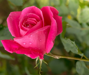 beautiful red rose in a garden