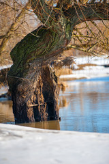 old tree water
