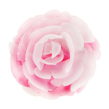 Pink rose flower isolated on a white background.