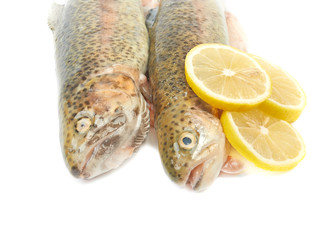 Trout fish with lemon isolated on white background on white back
