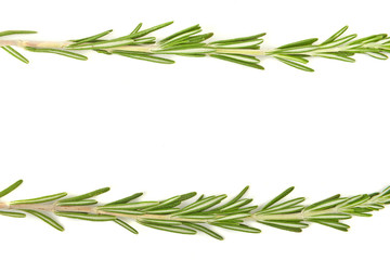 Sprigs of rosemary on a white background, frame.
