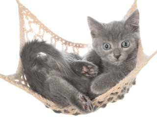 Naklejka na ściany i meble Cute gray kitten lay in hammock