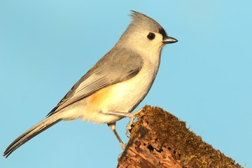 Titmouse On A Stump