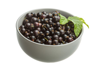 Black currant