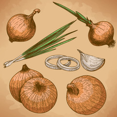 engraving illustration of onion