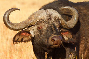 Buffalo in Nakuru Park