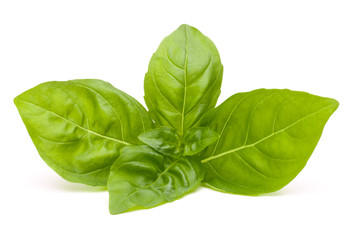 Sweet basil leaves