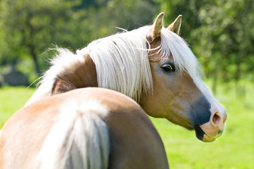 Obraz premium Haflinger