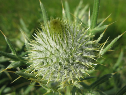 Fleur de chardon blanc ou panicaut blanc des Alpes en gros plan (dans les Hautes-Alpes)