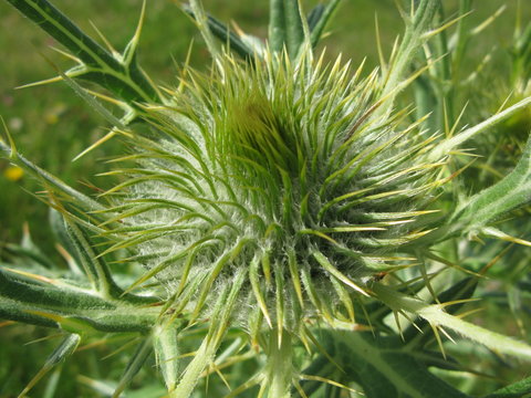 Fleur de chardon blanc ou panicaut blanc des Alpes en bouton (gros plan)