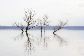 Trees in flooded field in autumn