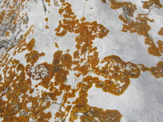 Lichen sur une pierre dans les Alpes du sud