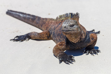 Galapagos iguana