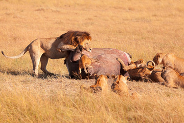Fototapeta na wymiar Pride of lions eating a pray in Masai Mara