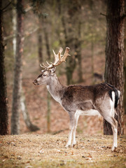 Red deer stag in autumn fall forest