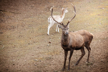 Red deer stag in autumn fall forest