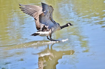 Canada goose landing on a lake.