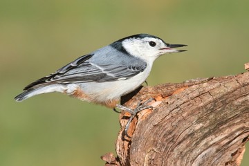 Nuthatch On A Tree