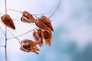 Dried wildflowers on light background