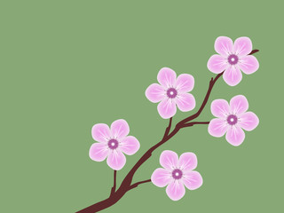pink sakura cherry blossom branch spring illustration