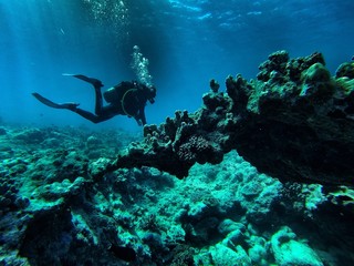 Coral 