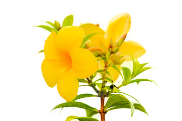 Fototapeta premium Allamanda or golden trumpet , beautiful yellow flower isolated o